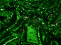 Сетка с зелеными пайетками полиэстер ГБ469