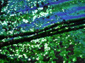 Сетка с зелеными пайетками полиэстер ГБ42