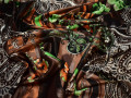 Атлас коричневый с принтом пейсли и цветами полиэстер ББ51