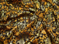 Китайский шёлк коричневый золотой цветы полиэстер ГВ4138