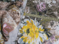 Бифлекс мультиколор цветочный принт АА475